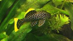 Der golden Nugget in voller Pracht