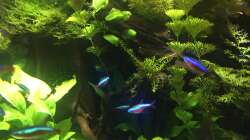 Eingang zum Rückzugsbereich, Hölzer bepflanzt