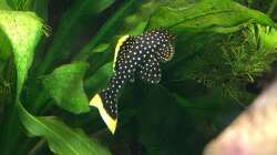 endlich traut er sich mal vor die Kamera