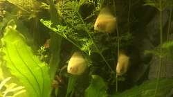 meine neuen Sorgenkinder (2 Marlboro Red und 2 Pigeon Blood einer hat sich versteckt)