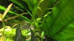 da versteckt sich der Snowball