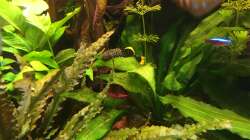 Der heimliche Chef im Becken