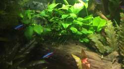 Stamm bepflanzt mit Anubia, unterm Stamm große Welshöhle