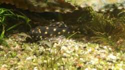 auch der Snowball kommt aus der Deckung