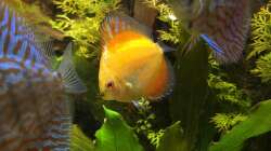 Aquarium Nordisch by Nature