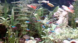 Besatz im Aquarium Becken 3842