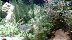 Pflanzen im Aquarium Becken 3842
