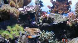 Aquarium Becken 3844