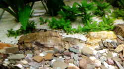 Besatz im Aquarium Rio Novo