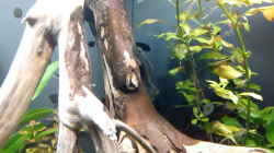 Besatz im Aquarium Rio Novo