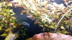 Pflanzen im Aquarium Rio Novo