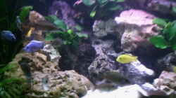 Dekoration im Aquarium Becken 3874