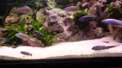 Aquarium Becken 3874