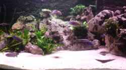 Aquarium Becken 3874
