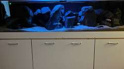 Aquarium Malawi Tank