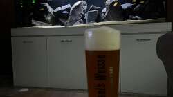 Besatz im Aquarium Malawi Tank