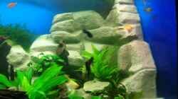 Aquarium Becken 3893