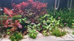 Besatz im Aquarium Mein liebster 270 Liter Bauklotz !