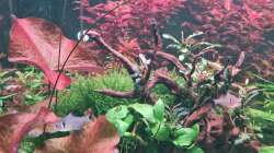 Dekoration im Aquarium Mein liebster 270 Liter Bauklotz !