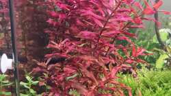 Pflanzen im Aquarium Mein liebster 270 Liter Bauklotz !