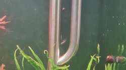 Technik im Aquarium Mein liebster 270 Liter Bauklotz !