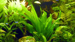 Pflanzen im Aquarium Becken 3909