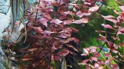 Ludwigia spec. Super Red