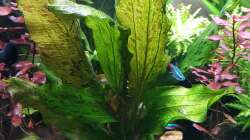 Echinodorus Ozelot 