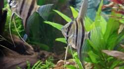 Peru Altum