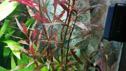 Alternanthera reineckii rot