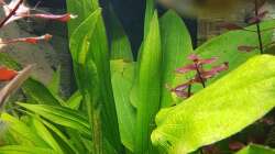 Echinodorus bleheri
