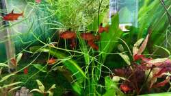 Zwölf Blutsalmler schwimmen im Becken mit den Rotbrust-Tüpfelbuntbarschen...