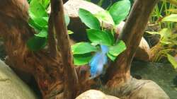 Besatz im Aquarium EliJac's Amazonas Tank