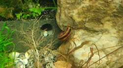 Besatz im Aquarium EliJac's Amazonas Tank