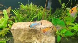 Besatz im Aquarium EliJac's Amazonas Tank