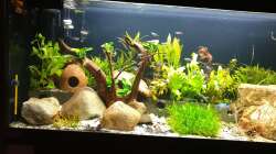 Aquarium EliJac's Amazonas Tank