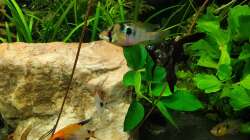 Besatz im Aquarium EliJac's Amazonas Tank