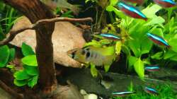 Besatz im Aquarium EliJac's Amazonas Tank