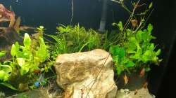 Besatz im Aquarium EliJac's Amazonas Tank