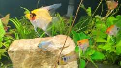 Besatz im Aquarium EliJac's Amazonas Tank