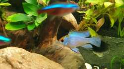 Besatz im Aquarium EliJac's Amazonas Tank