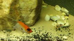 Besatz im Aquarium EliJac's Amazonas Tank