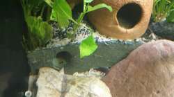 Besatz im Aquarium EliJac's Amazonas Tank