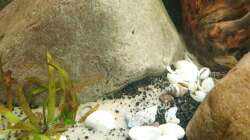 Besatz im Aquarium EliJac's Amazonas Tank