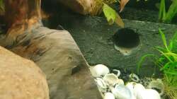 Dekoration im Aquarium EliJac's Amazonas Tank