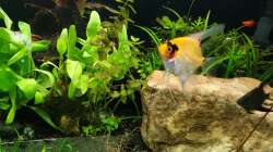 Besatz im Aquarium EliJac's Amazonas Tank