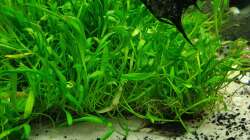 Besatz im Aquarium EliJac's Amazonas Tank