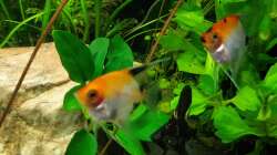 Besatz im Aquarium EliJac's Amazonas Tank