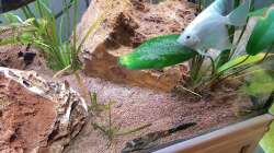 29.5.19: Zweiter Laichversuch, selbes Skalarpaar