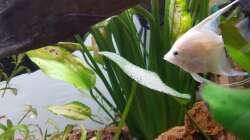 13.05.19: Skalar bei der Brutpflege